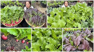 Thu hoạch cải phụng, củ cải tí hon, cải mù tạt sau vườn ở Úc/Sang La Úc Châu