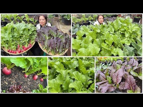 Video Thu hoạch cải phụng, củ cải tí hon, cải mù tạt sau... - youtube