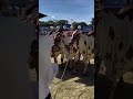 A única progênie vermelha no Campeonato deProgênie de Pai na Expozebu 2026 e atingiu o topo