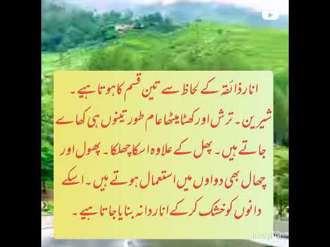 جنتی پھل انار کے خواص و فوائد پارٹ 1 حکیم محمد شفیق فاروقی طب پاکستان 