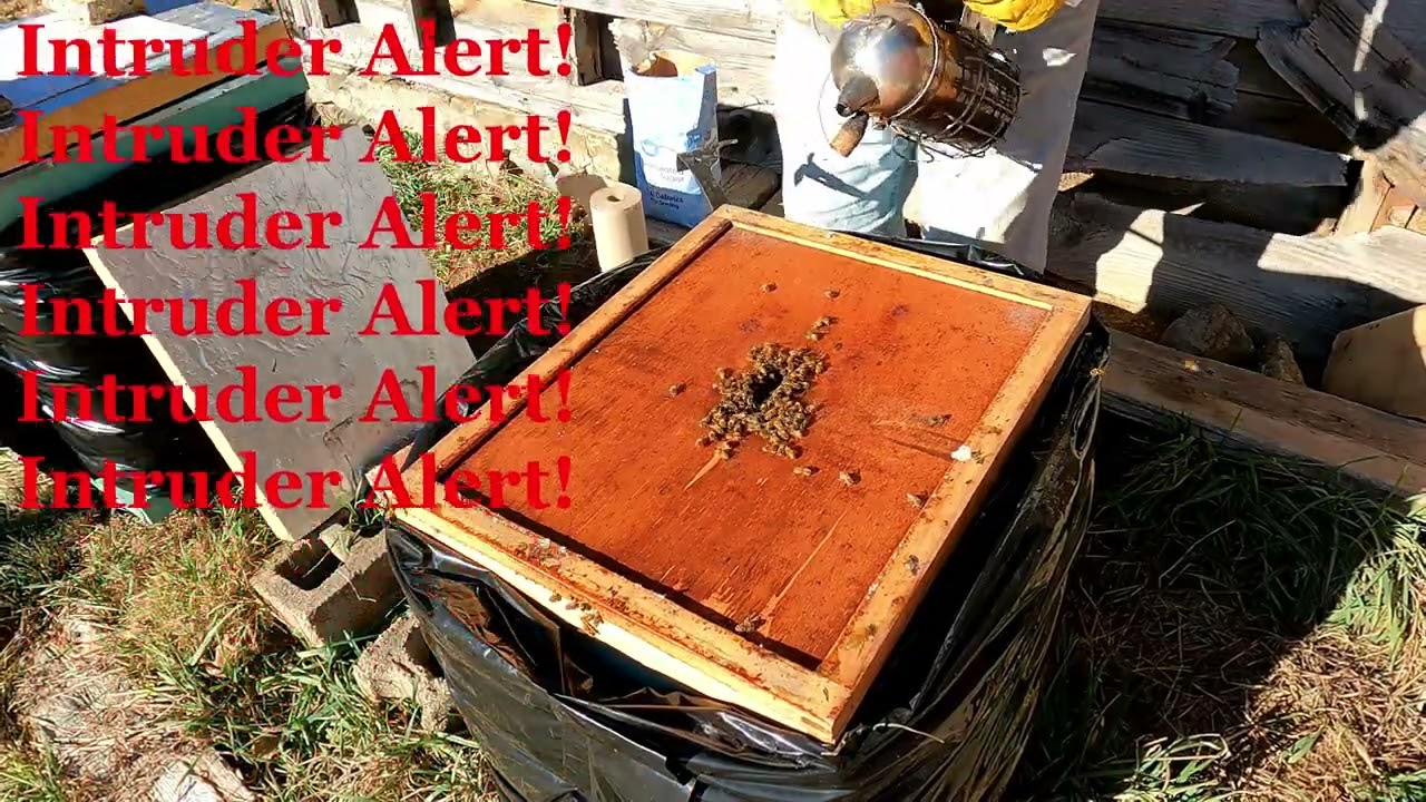 Winter Feeding Honeybees With Dry Sugar - Mountain Camp Method.