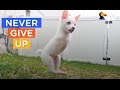 12 Dogs That Never Give Up | Best Dog Compilation | The Dodo Best Of