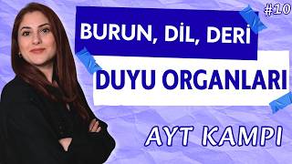 Burun, Dil ve Deri - Duyu Organları #10 - AYT 2026