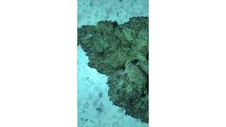 Pebble Wreck Strain Review ( SmkBrk420 )