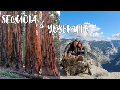 Video: Guida Ai Boschi Di Sequoie Della California E Degli Alberi Più Alti Della Terra - Matador Network