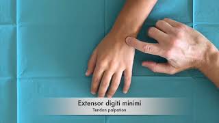 Wrist And Hand - Palpation Extensor Digiti Minimi