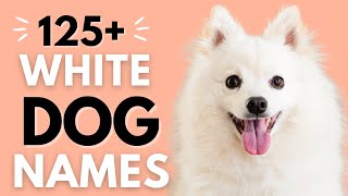 125+ White Dog Names with Meaning | Best Male and Female White Dog Names by Dog and Cat Names 1,138 views 1 year ago 8 minutes, 5 seconds