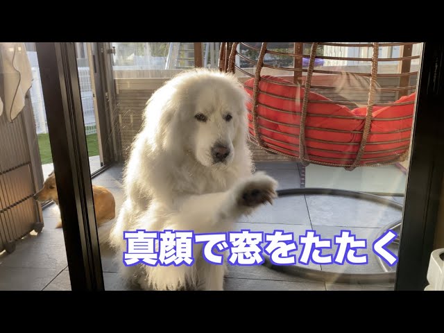 朝ご飯を要求するグレートピレニーズ