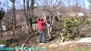 Tulip tree  care - How to trim an over grown tree #treetrimming #tuliptree #tree #landscape #nature