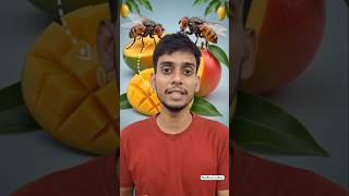 Indian Mangoes