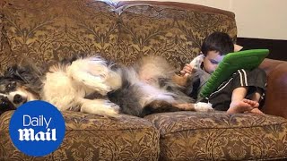 Amusing Clip Sees A Kid Use His Dogs Paw To Play A Game On A Tablet