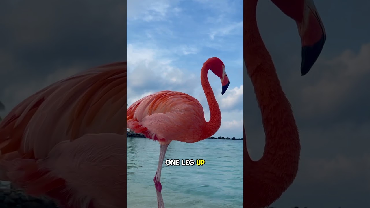 Why Do Flamingos Stand on One Leg? 