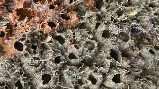 Barnacles removal satisfying ASMR (episode 577)