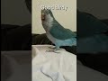 QUAKER PARROT BEST TALKING AND LAUGHING ( MONK PARAKEET)