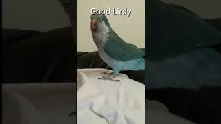 QUAKER PARROT BEST TALKING AND LAUGHING ( MONK PARAKEET)
