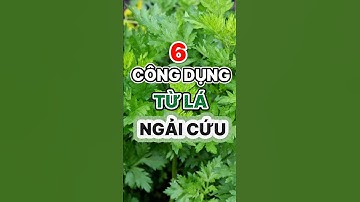 6 công dụng từ lá ngải cứu. #health #food #vegetables