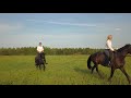 Galloping horses by drone 4K / Fields of Elysium - Brunuhville