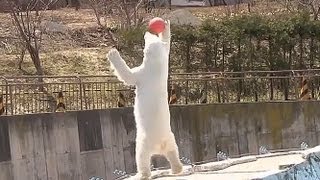 浮き玉ナイスキャッチ！ホッキョクグマ ララ　~Polar Bear caught the float ball