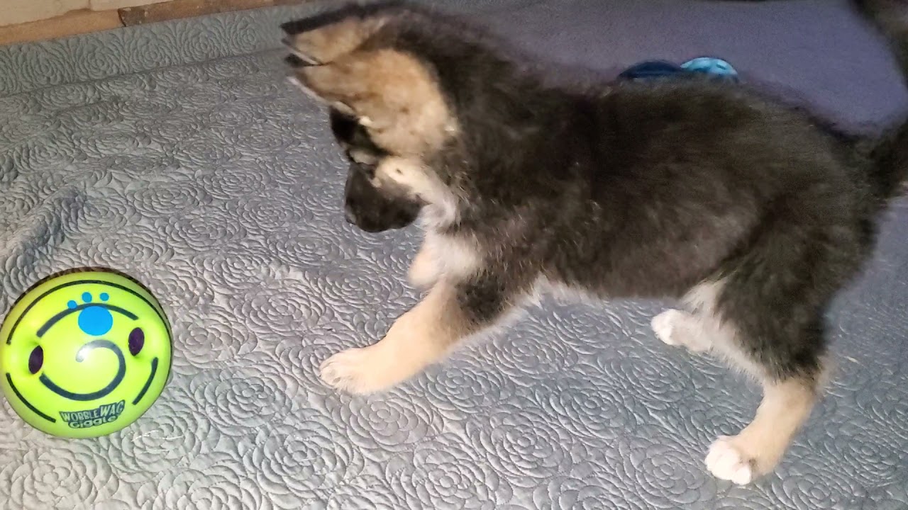 Funny Little Puppy Playing with Wobble Wag Giggle Ball (Speaker Makes Laughing Sounds) - Barking!