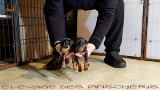 PINSCHER NAIN MANCHE  Les fifilles de Tania le 16 mai 2024