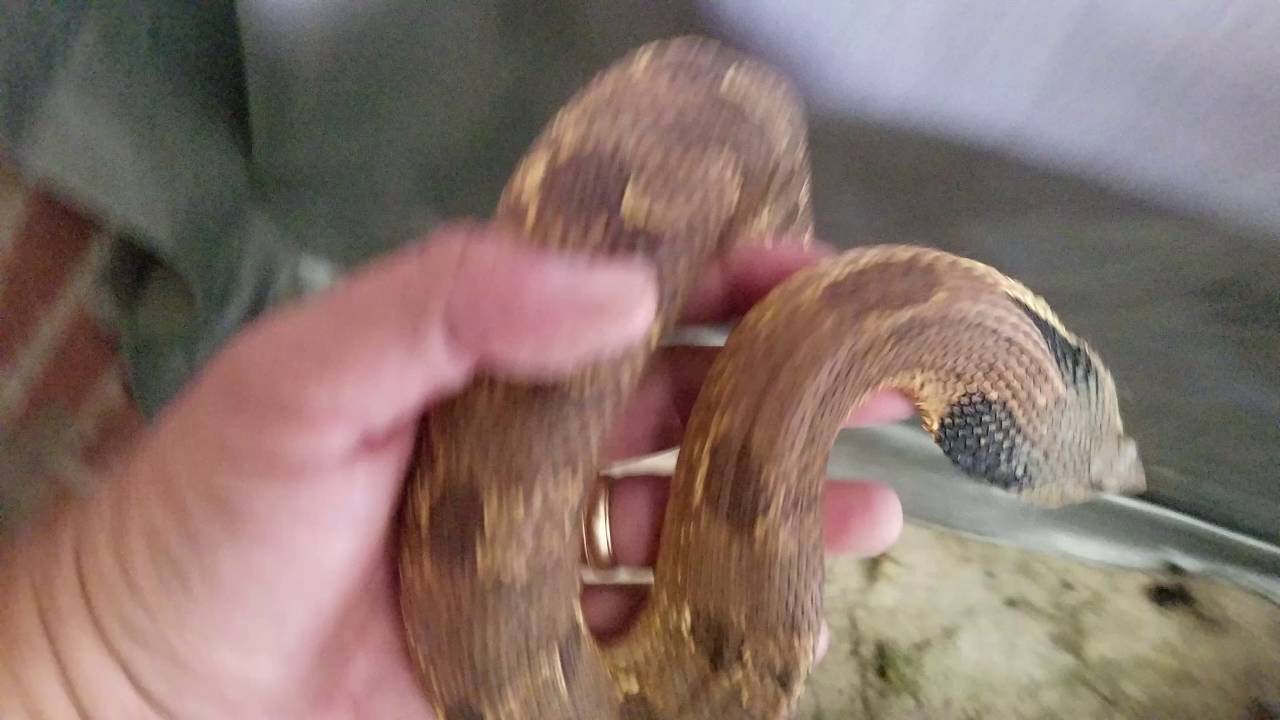 pyle casa Eastern hognose rescue call