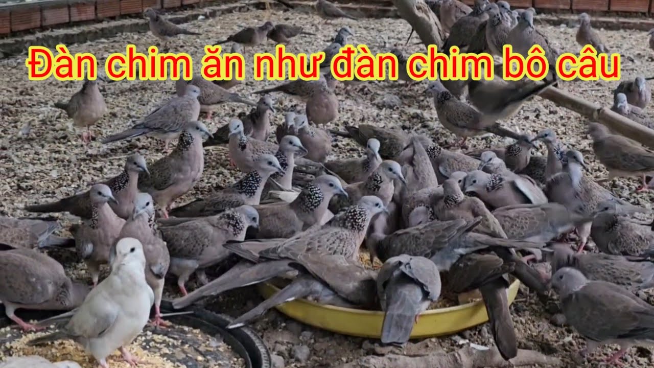 CHIM CU GÁY ĂN NHƯ ĐÀN BÔ CÂU