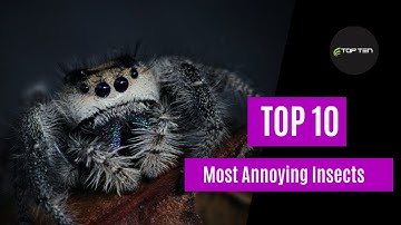 Top Ten Most Annoying Insects Across The World | Dangerous Bugs Ever Known In 2021