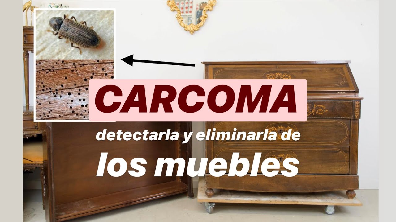 CARCOMA cómo DETECTARLA y ELIMINARLA de los muebles 