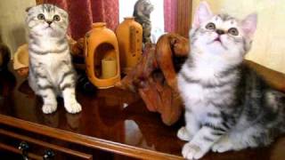 Шотландские котятя 2 мес Tarja & Torero.avi Шотландские котятя 2 мес Tarja & Torero.avi
