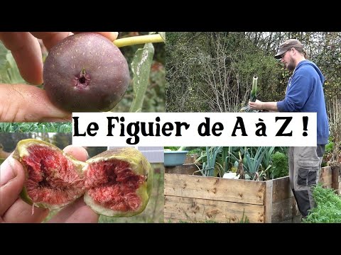 Vidéo: Figues : elles poussent à la maison. Figues à partir de graines. Culture en plein air, soins