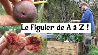 Le Figuier de A à Z (presque)