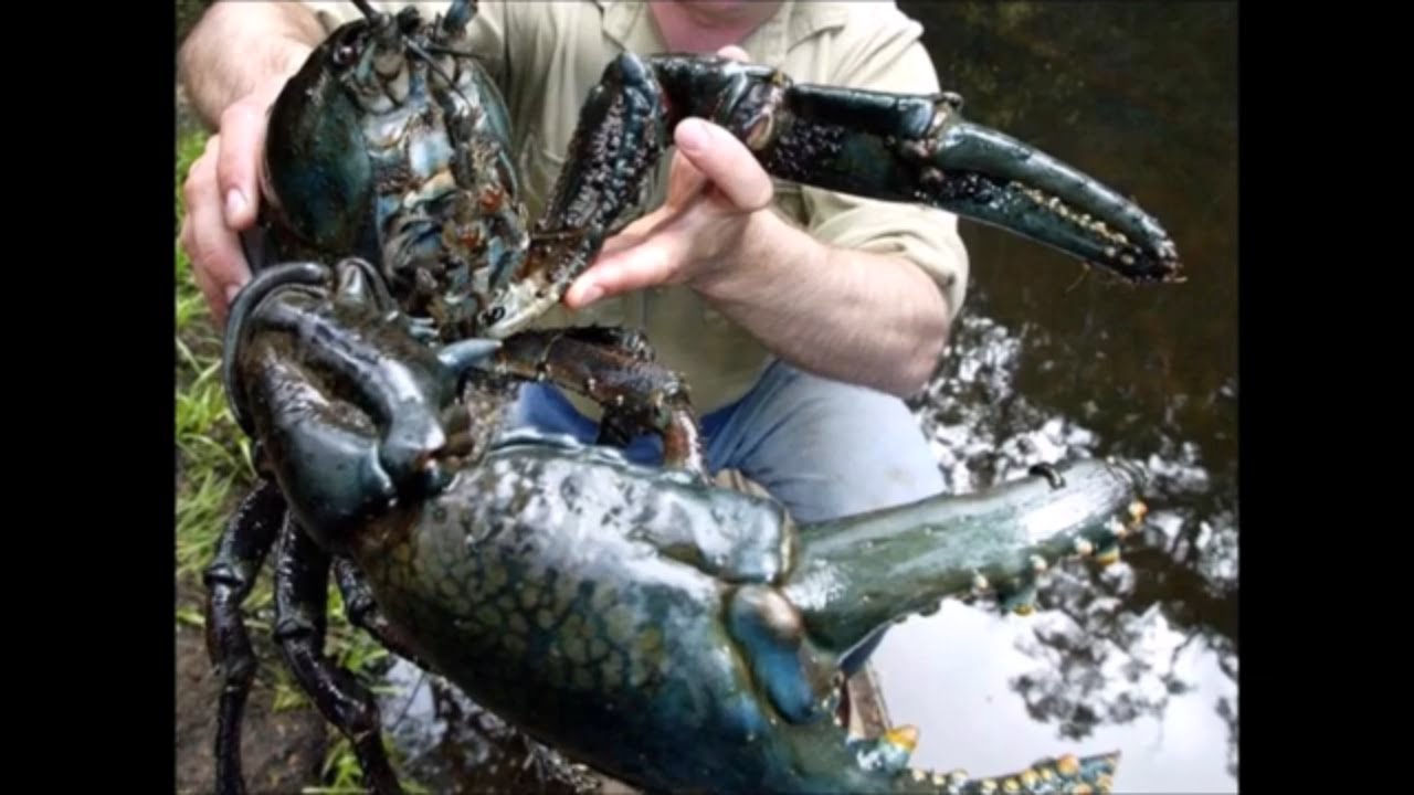 Tasmanian giant freshwater crayfish / lobster crossing the road