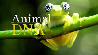 Animal DNA - Unique and Bizarre   - Episode 26