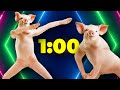 1 Minute Timer [PIGGY] 🐷