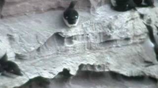 Guillemots, Noss, Shetlands