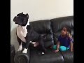 Who is more highly engaged in the tv?hah!#pet #cat #funnyshorts #dog #funnyanimals #cute
