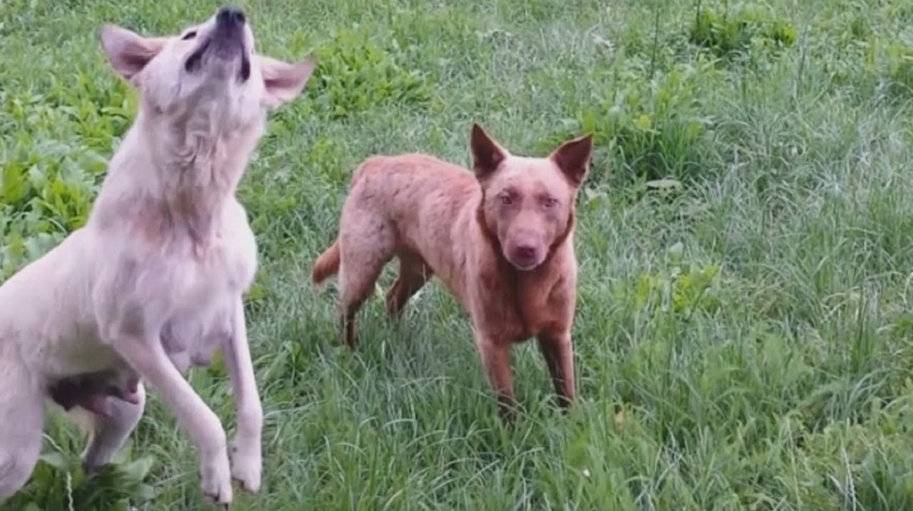 Clever dogs know how to catch food YouTube