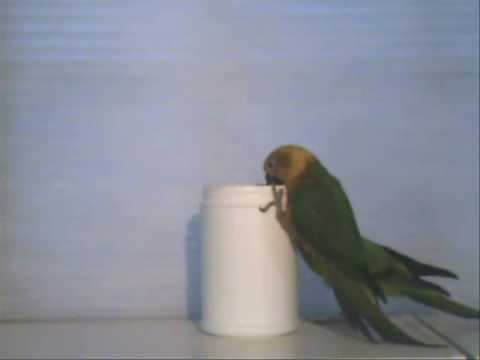 Funny Parrots Raid Food Jar! Midwest Bird Expo