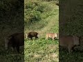 【豆畑の覇者】油断するイノシシ #イノシシ #animals #狩りボーイ