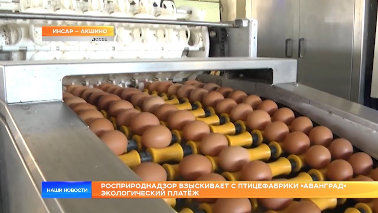Птицефабрика авангард