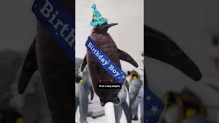 Viral Star Pesto The Penguin Turns One