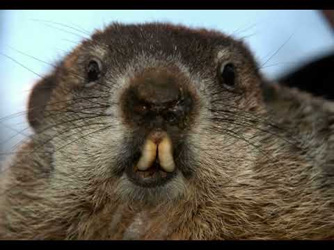Dramatic Groundhog