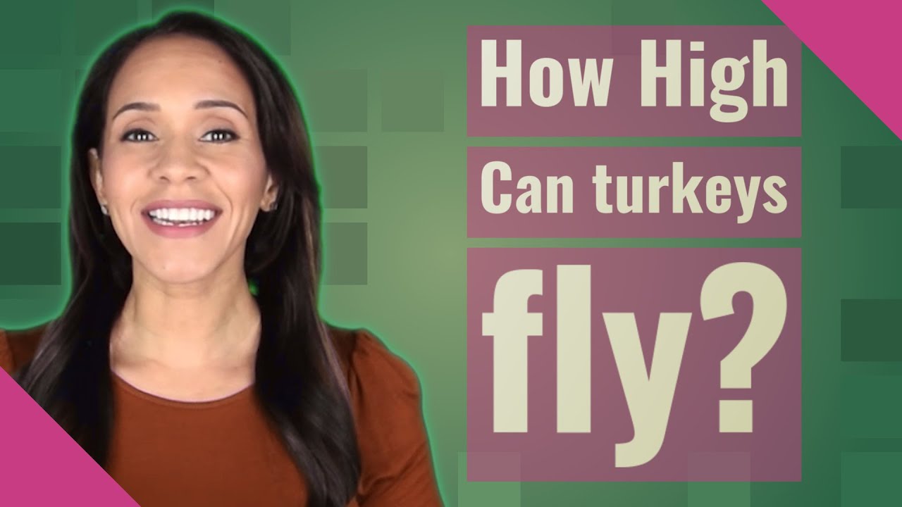 How High Can turkeys fly?