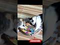 They are playing funny 🐈 😹🔥 #funnycats #petshorts #catdaily #usacats #usa #usashorts