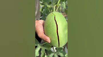 Alat Super Tajam Yang Digunakan Untuk Memotong Mangga Dengan Baik Shorts 
