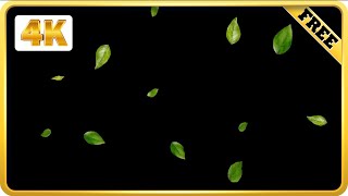 Green Leaves Falling Black Screen video loops