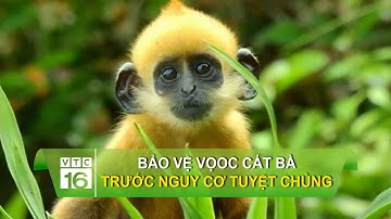 Bảo vệ voọc Cát Bà trước nguy cơ tuyệt chủng | VTC16