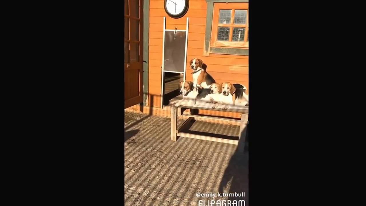 Beagle welfare mannequin challenge