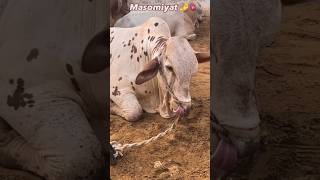 Masomiyat😭❤️‍🩹 #shorts #youtubeshorts #qurbani #bakraeid #eiduladha #love #explore #foryou #fyp