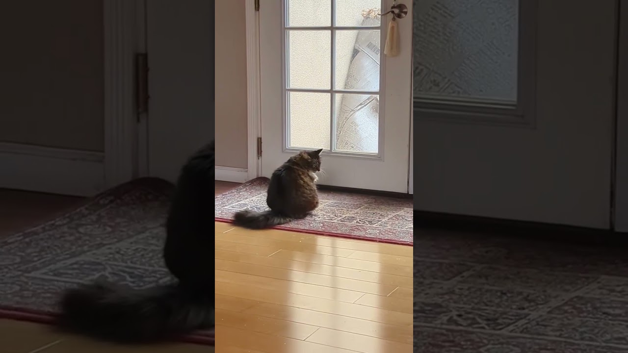 Cat Chasing Her Tail Spinning Like A Ninja! 